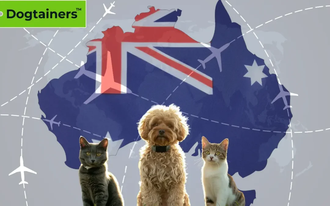 Your Guide to Choosing the Best Pet Transport Company in Australia