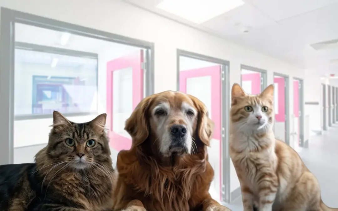 Pet Quarantine Australia (Your Questions Answered)