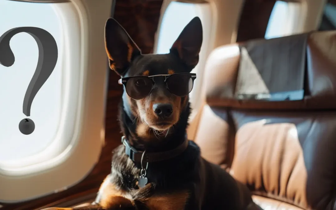 Pets on Planes in Australia (Flying Domestically)