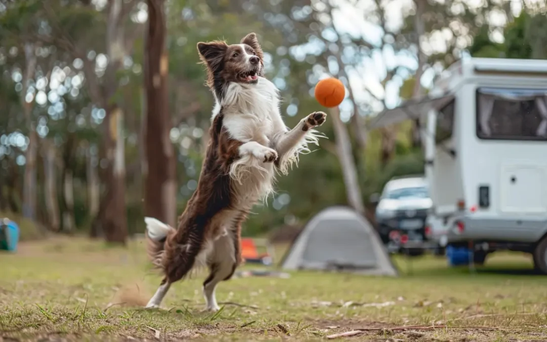 Travelling Australia with a Dog (Tips for Tail-Wagging Adventures)