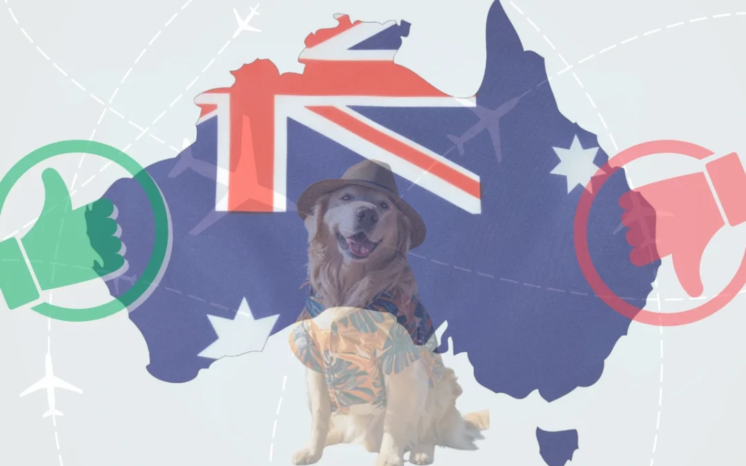 Domestic Pet Travel (Do’s and Don’ts When Flying With Pets)