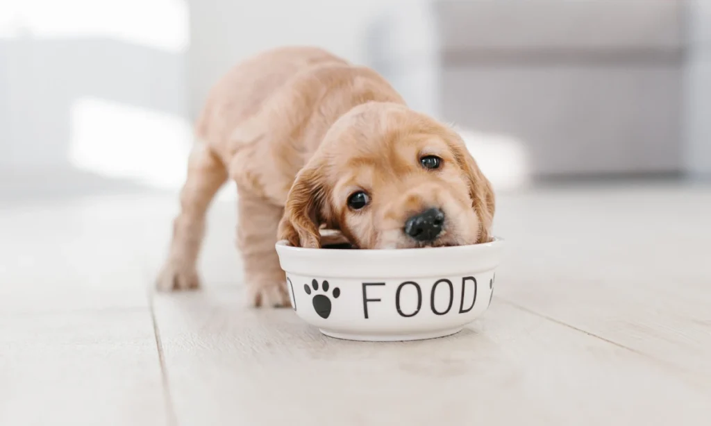 A cute Golden Retriever puppy eating from a dog bowl.