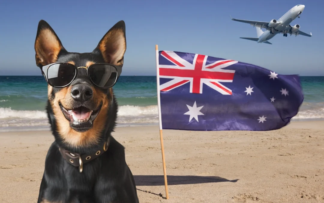 Pet Travel Australia: Common Mistakes and How to Avoid Them