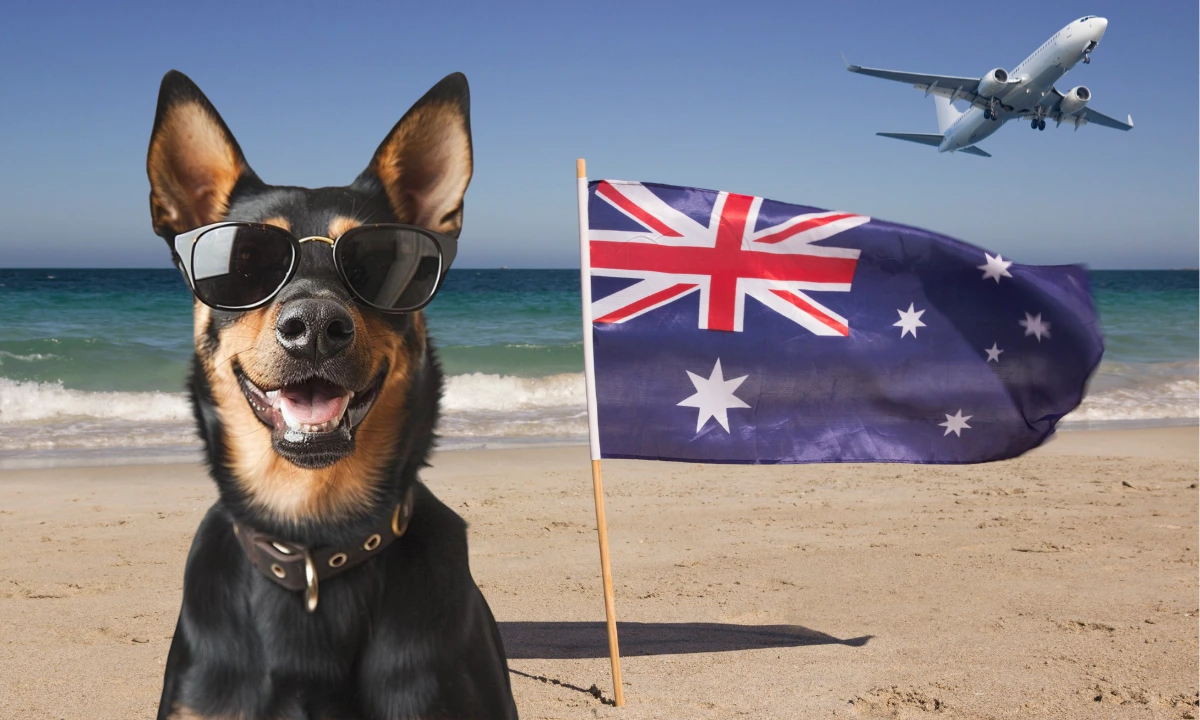 Australian Kelpie dog sitting on a beach beside the Australian flag, with the ocean in the background and a plane in the sky.