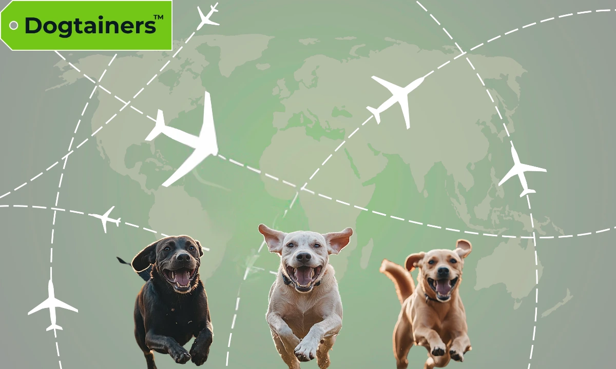 World map showing flight paths with three dogs running towards the viewer to depict international pet transport.