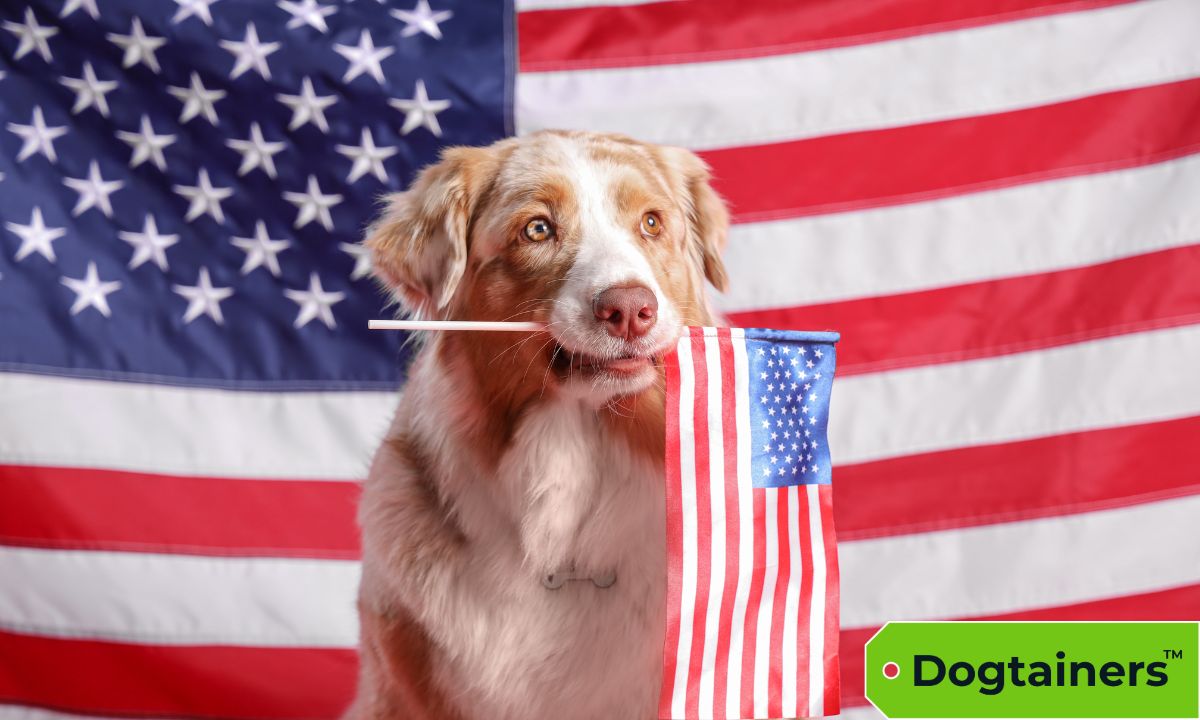 A dog holding the USA flag in its mouth against the backdrop of a large USA flag.