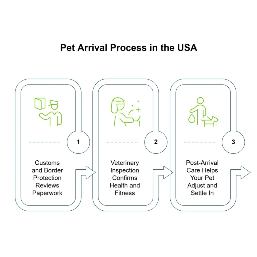 What to expect when your pet arrives in the USA: Customs and border check, vet inspection, undertaking post-arrival care for your pet.