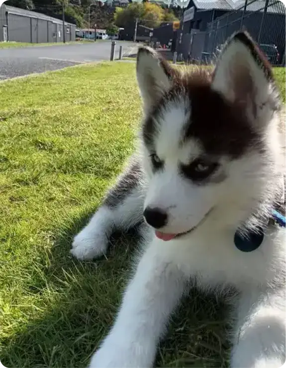 Dog