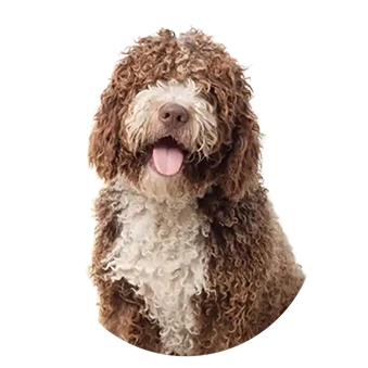 vet bedding for cats and dogs