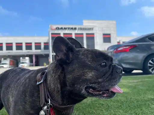 Dogtainers-pet-at-airport-Landscape
