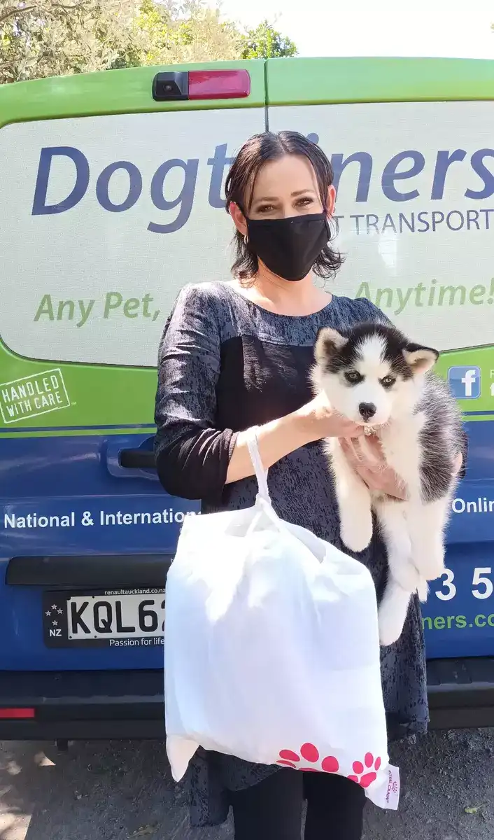 Dog-crates-in-front-of-plane