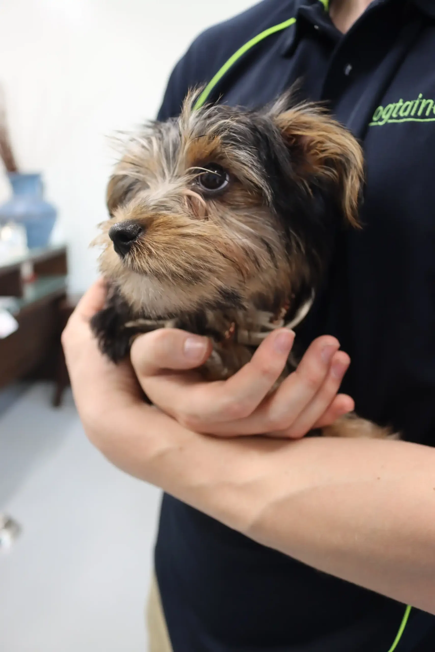 breeders-groomers-square-1