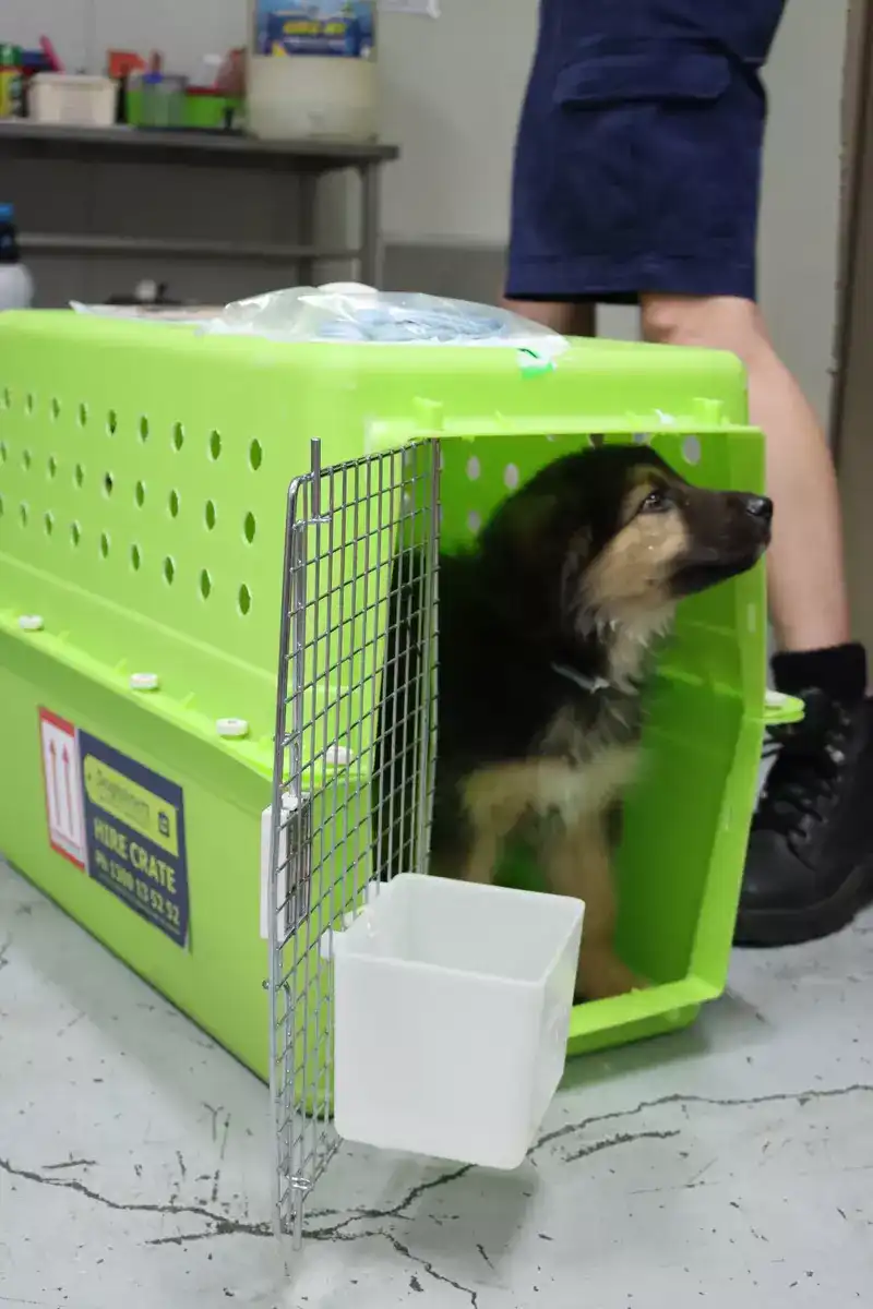 Dog-crates-in-front-of-plane