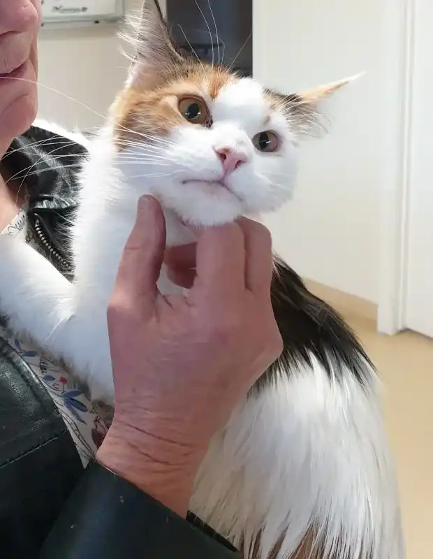 how pet's will be safe