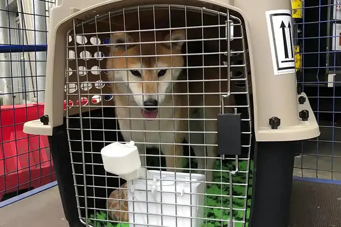 pets-abroad-shiba-in-crate-1