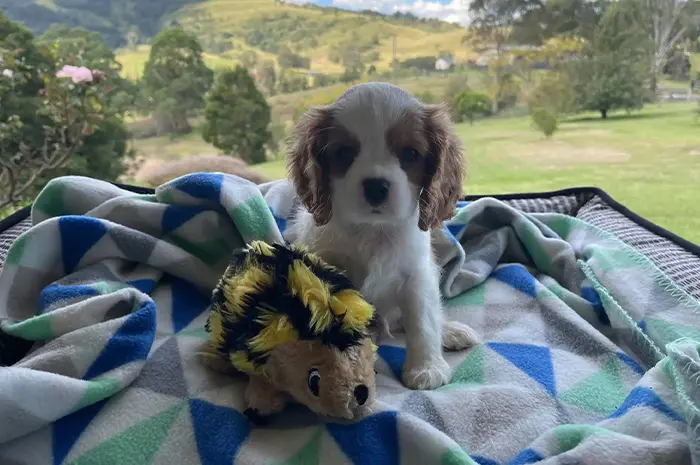 cavalier-king-charles-spaniel-puppy-3