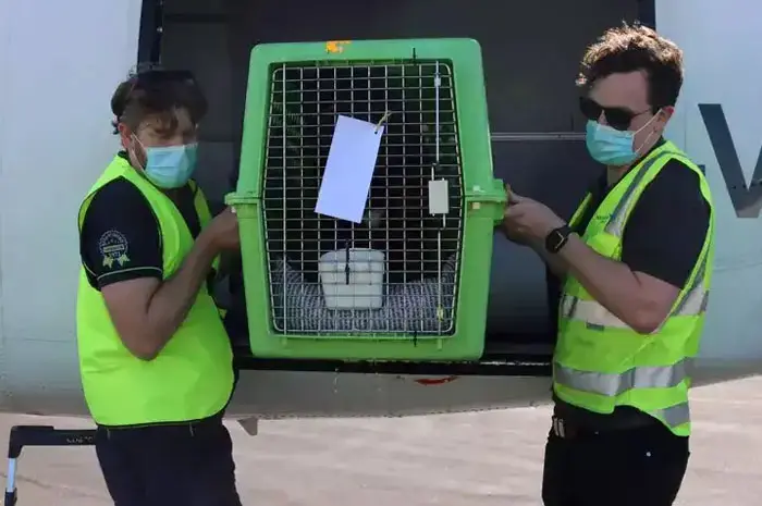 Dog-being-loaded-onto-plane