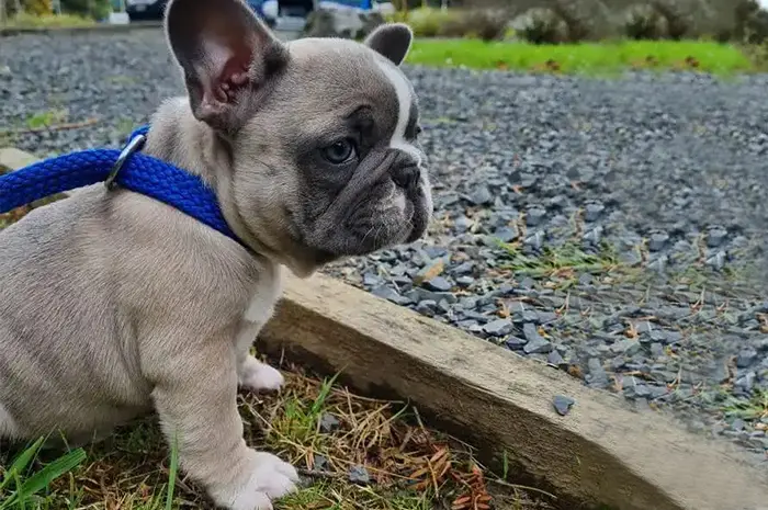 french-bulldog-puppy