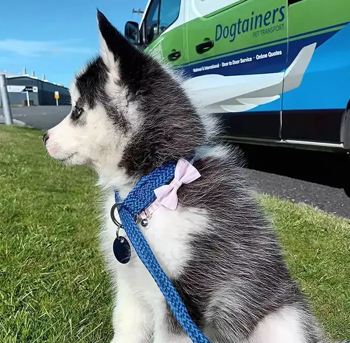 husky-sitting-in-front-of-van-1_Resized2