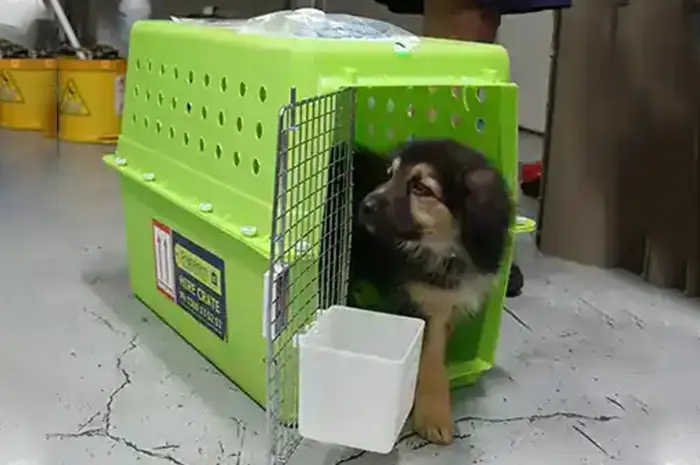 puppy-standing-in-pet-crate-1