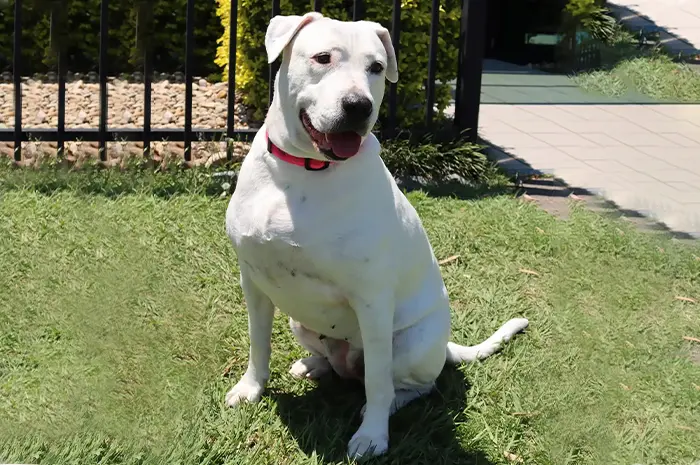 white-dog-sitting-out-front-of-dogtainers